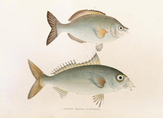 Philipp Franz Balthasar von Siebold - Fauna japonica Pl053.webp