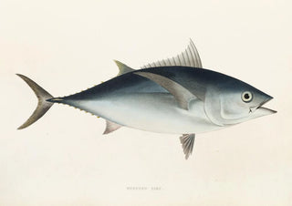 Philipp Franz Balthasar von Siebold - Fauna japonica Pl063.webp