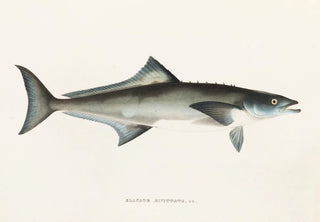 Philipp Franz Balthasar von Siebold - Fauna japonica Pl069.webp