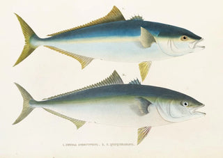 Philipp Franz Balthasar von Siebold - Fauna japonica Pl075.webp