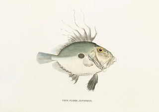 Philipp Franz Balthasar von Siebold - Fauna japonica Pl080.webp