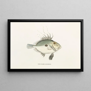 Philipp Franz Balthasar von Siebold - Fauna japonica Pl080.webp