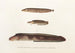 Fauna japonica Pl087 - Philipp Franz Balthasar von Siebold — näkymä teoksesta