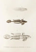 Japanilainen fauna Pl092 - Philipp Franz Balthasar von Siebold — näkymä teoksesta