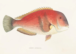 Philipp Franz Balthasar von Siebold - Fauna japonica Pl101.webp