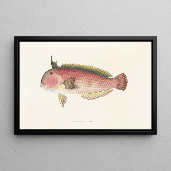 Philipp Franz Balthasar von Siebold - Fauna japonica Pl104.webp