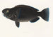 Fauna japonica -maalaus Pl105 - Philipp Franz Balthasar von Siebold — näkymä teoksesta