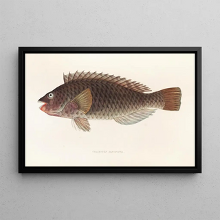 Philipp Franz Balthasar von Siebold - Fauna japonica Pl106.webp