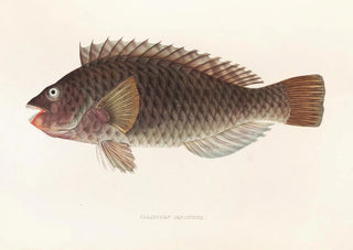 Philipp Franz Balthasar von Siebold - Fauna japonica Pl106.webp