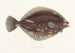 Fauna japonica Pl108 - Philipp Franz Balthasar von Siebold — näkymä teoksesta