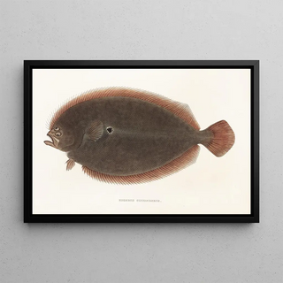 Philipp Franz Balthasar von Siebold - Fauna japonica Pl110.webp