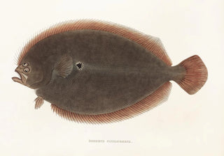 Philipp Franz Balthasar von Siebold - Fauna japonica Pl110.webp