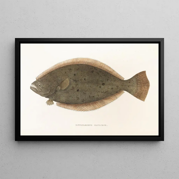 Fauna japonica Pl111 - Philipp Franz Balthasar von Siebold — kehystetty taideteos seinällä