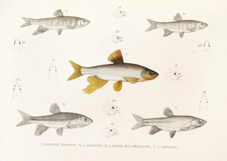 Philipp Franz Balthasar von Siebold - Fauna japonica Pl118.webp