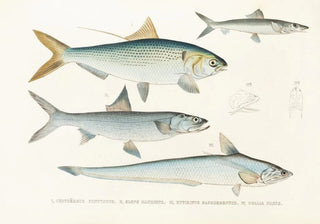 Philipp Franz Balthasar von Siebold - Fauna japonica Pl126.webp