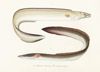 Philipp Franz Balthasar von Siebold - Fauna japonica Pl130.webp
