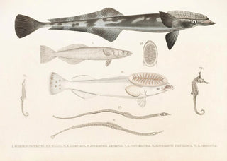 Philipp Franz Balthasar von Siebold - Fauna japonica Pl137.webp