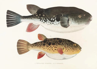 Philipp Franz Balthasar von Siebold - Fauna japonica Pl140.webp
