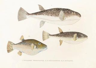 Philipp Franz Balthasar von Siebold - Fauna japonica Pl141.webp