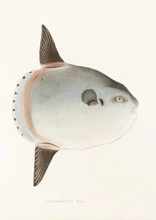 Philipp Franz Balthasar von Siebold - Fauna japonica Pl144.webp