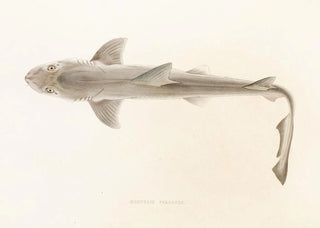 Philipp Franz Balthasar von Siebold - Fauna japonica Pl151.webp