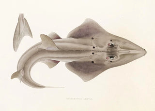 Philipp Franz Balthasar von Siebold - Fauna japonica Pl156.webp