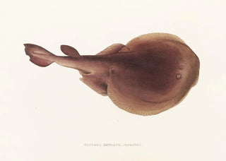Philipp Franz Balthasar von Siebold - Fauna japonica Pl157.webp