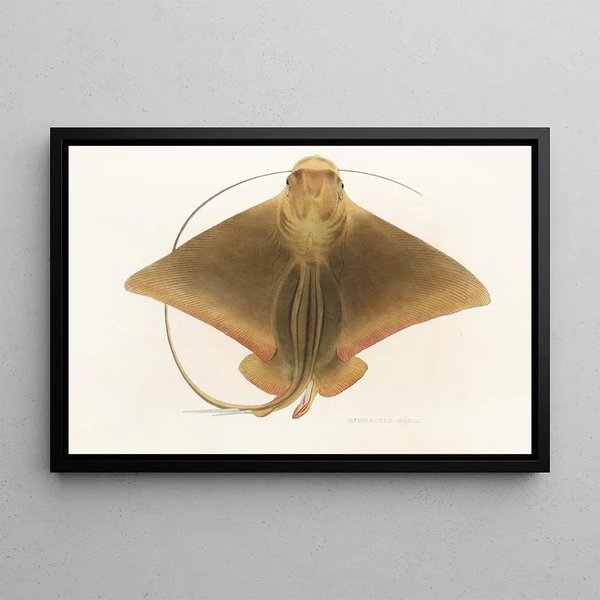 Fauna japonica Pl159 - Philipp Franz Balthasar von Siebold — kehystetty taideteos seinällä