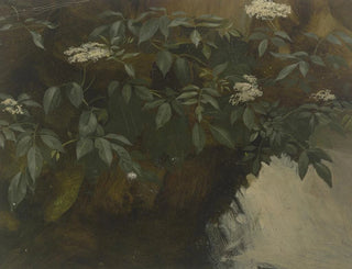 Sureau en fleurs - Philipp Rumpf — näkymä teoksesta