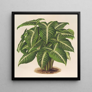 Phyllotnium Lindeni - Charles Antoine Lemaire