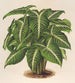 Phyllotnium Lindeni - Charles Antoine Lemaire — näkymä teoksesta