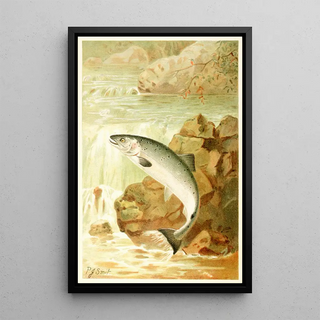 Pierre Jacques Smit - A Salmon Leap.webp