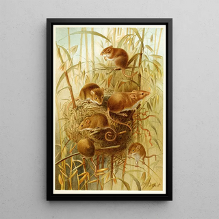 Pierre Jacques Smit - Harvest Mouse.webp