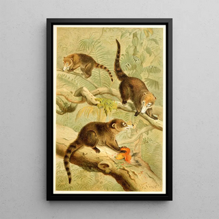 Pierre Jacques Smit - Whitenosed Coati.webp