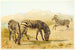 Zebra Maalaus - Pierre Jacques Smit — näkymä teoksesta