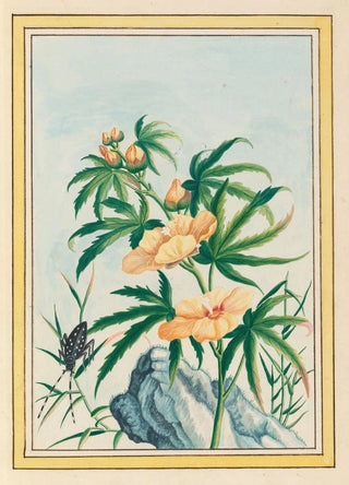 Pierre Joseph Buchoz - Plantes de Chine Pl018.webp