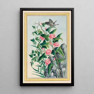 Pierre Joseph Buchoz - Plantes de Chine Pl022.webp