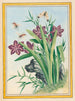 Plantes de Chine Pl.036 - Pierre Joseph Buchoz — näkymä teoksesta