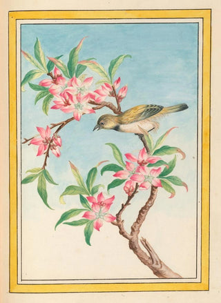 Pierre Joseph Buchoz - Plantes de Chine Pl052.webp