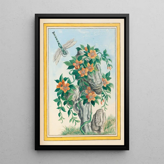 Pierre Joseph Buchoz - Plantes de Chine Pl058.webp