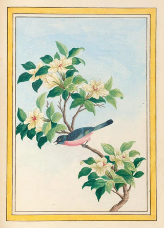 Pierre Joseph Buchoz - Plantes de Chine Pl064.webp