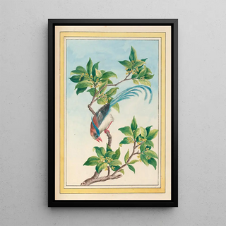 Pierre Joseph Buchoz - Plantes de Chine Pl067.webp