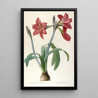 Pierre Joseph Redout - Amaryllis brasiliensis.webp