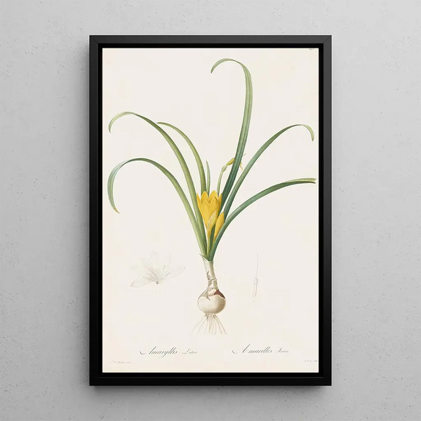 Pierre Joseph Redout - Amaryllis lutea.webp
