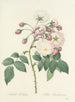 Choix des plus belles fleurs pl 002 - Pierre-Joseph Redouté — näkymä teoksesta