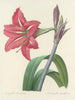 Choix des plus belles fleurs pl 005 - Pierre-Joseph Redouté — näkymä teoksesta