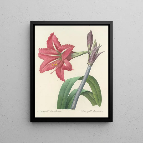 Pierre Joseph Redout - Choix des plus belles fleurs pl 005.webp