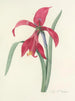 Choix des plus belles fleurs pl 007 - Pierre-Joseph Redouté — näkymä teoksesta