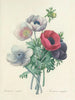 Choix des plus belles fleurs pl 008 - Pierre-Joseph Redouté — näkymä teoksesta