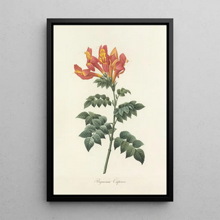 Pierre Joseph Redout - Choix des plus belles fleurs pl 013.webp